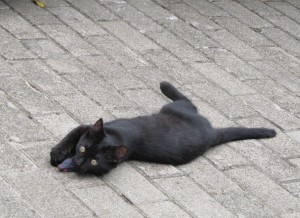 Schwarzes Kätzchen 1